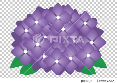 紫のあじさい　シンプル　パスデータ 136665282