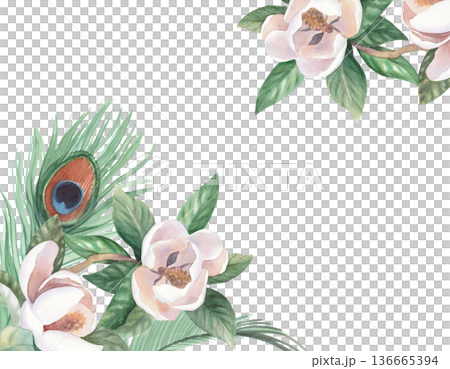 Frame of the peacock's feathers and the magnolia. Handmade watercolor illustration. For cards, cover, wallpaper, prints, product labels and fabric. 136665394