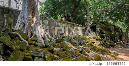 Massive tree roots wrapping around historic stone wall of Ta Prohm temple with mossy blocks in tropical forest nature background 136665531