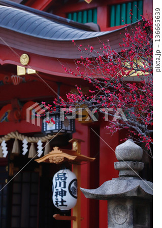 東京・品川神社と梅 東京・品川神社と梅 136665639