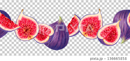 Seamless horizontal banner with whole and sliced purple figs. Botanical watercolor illustration. Hand drawn isolated art. Border for farm packaging, menus and recipes. Fruit harvest, production Seamless horizontal banner with whole and sliced purple figs. Botanical watercolor illustration. Hand drawn isolated art. Border for farm packaging, menus and recipes. Fruit harvest, production 136665858