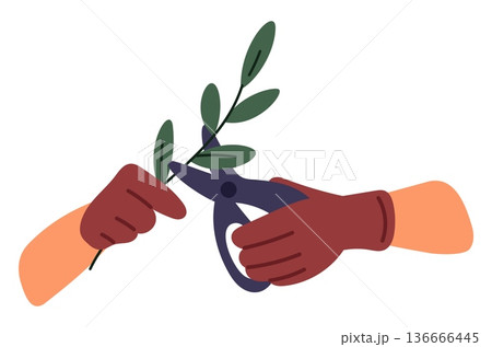 Gardeners hands wearing gloves use pruning shears or scissors to trim branches. Gardening tools. Arms caring for plants in garden. Tree stem cutting. Agriculture secateurs. Vector concept Gardeners hands wearing gloves use pruning shears or scissors to trim branches. Gardening tools. Arms caring for plants in garden. Tree stem cutting. Agriculture secateurs. Vector concept 136666445