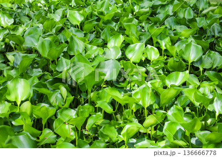 密生する水草 ホテイアオイ 136666778