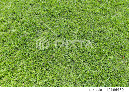 芝生 136666794