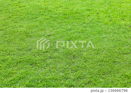 芝生 芝生 136666796
