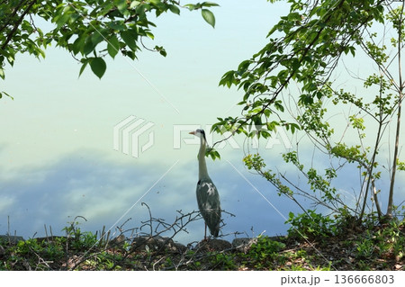 アオサギのいる風景 136666803