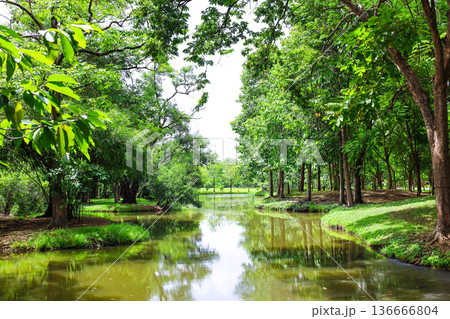 緑あふれる森を流れる川 136666804