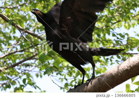 木の枝に止まるカラス 136666805