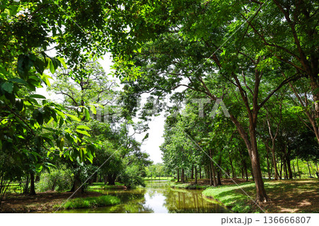 緑あふれる森を流れる川 136666807