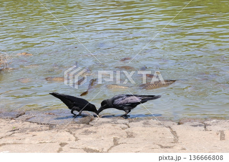 獲物を狙うカラス 獲物を狙うカラス 136666808