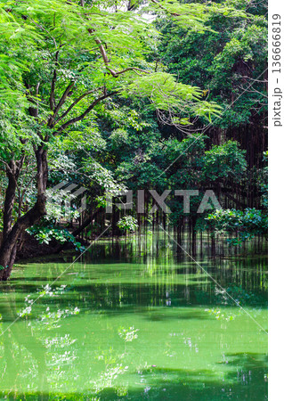 緑あふれる森を流れる川 136666819