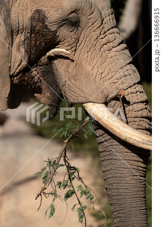 African elephant closeup eating leafy tree branch African elephant closeup eating leafy tree branch 136666915