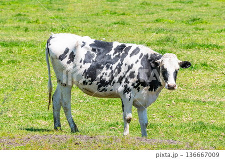 放牧されているホルスタイン（イメージ） 136667009