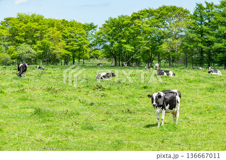 放牧されているホルスタイン（イメージ） 136667011