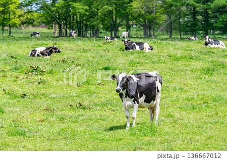放牧されているホルスタイン(イメージ) 放牧されているホルスタイン(イメージ) 136667012
