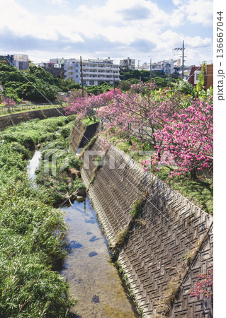 沖縄県北中城村　桜小路　寒緋桜 136667044