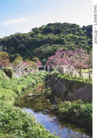 沖縄県北中城村　桜小路　寒緋桜 136667045