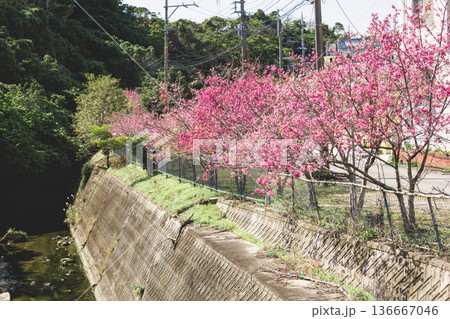 沖縄県北中城村 桜小路 寒緋桜 沖縄県北中城村 桜小路 寒緋桜 136667046