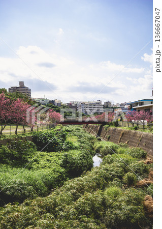 沖縄県北中城村 桜小路 寒緋桜 沖縄県北中城村 桜小路 寒緋桜 136667047