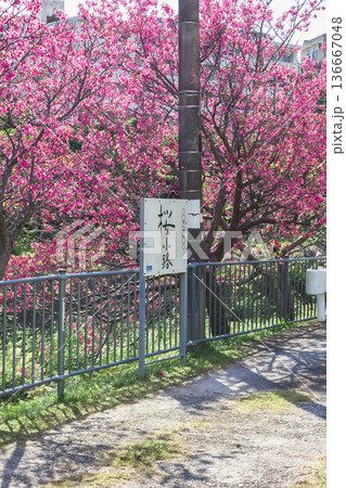 沖縄県北中城村 桜小路 寒緋桜 沖縄県北中城村 桜小路 寒緋桜 136667048