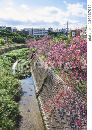 沖縄県北中城村 桜小路 寒緋桜 沖縄県北中城村 桜小路 寒緋桜 136667050