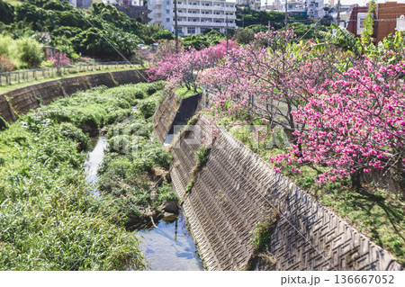 沖縄県北中城村 桜小路 寒緋桜 沖縄県北中城村 桜小路 寒緋桜 136667052