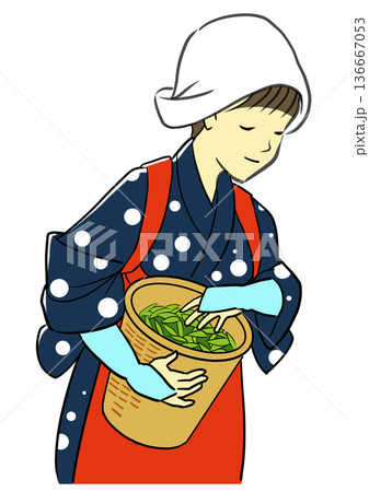 五月の八十八夜に茶摘みをする早乙女姿の女性 136667053