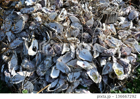 大量に集められた牡蠣の殻 大量に集められた牡蠣の殻 136667292
