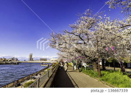 東京都　隅田公園の桜祭り 136667339