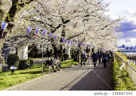 東京都 隅田公園の桜祭り 東京都 隅田公園の桜祭り 136667345