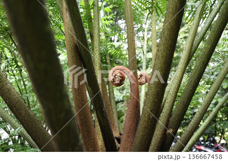 ヒカゲヘゴ 136667458