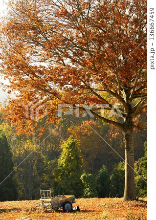 秋の野沢温泉村で見られる紅葉風景（長野県野沢温泉村） 136667459