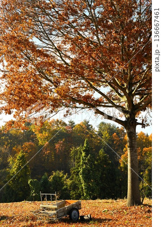 秋の野沢温泉村で見られる紅葉風景（長野県野沢温泉村） 136667461