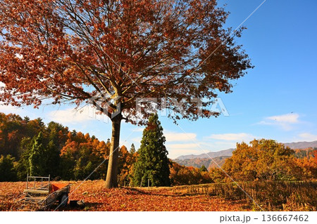 秋の野沢温泉村で見られる紅葉風景(長野県野沢温泉村) 秋の野沢温泉村で見られる紅葉風景(長野県野沢温泉村) 136667462