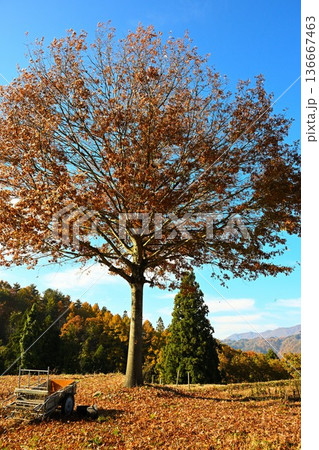 秋の野沢温泉村で見られる紅葉風景（長野県野沢温泉村） 136667463