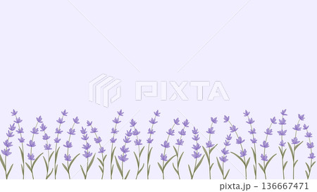 Horizontal template with blooming lavender and copy space Horizontal template with blooming lavender and copy space 136667471