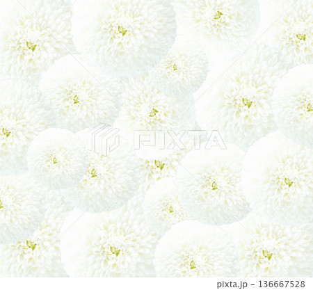 白い菊の花マムのフレーム背景画像 白い菊の花マムのフレーム背景画像 136667528