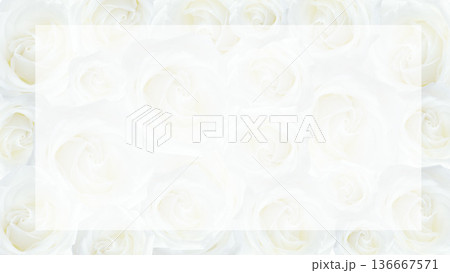 白いバラの花のフレーム背景　コピースペース 136667571