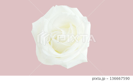 白い薔薇の切り抜き画像 136667590