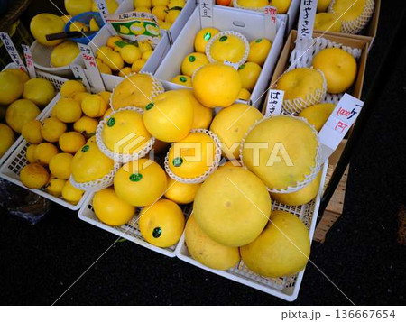 高知市の日曜市 ストリートマーケット 青空マーケット 野菜 果物 高知市の日曜市 ストリートマーケット 青空マーケット 野菜 果物 136667654