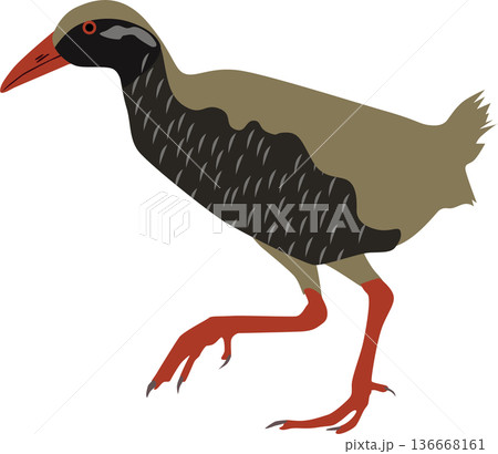 ヤンバルクイナイラスト ヤンバルクイナイラスト 136668161