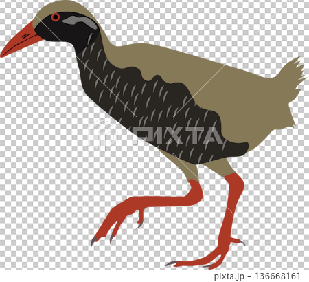 ヤンバルクイナイラスト ヤンバルクイナイラスト 136668161