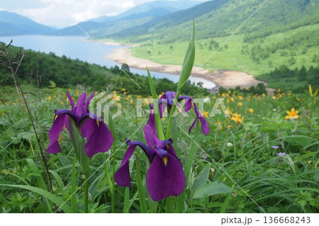 野反湖とアヤメ 136668243