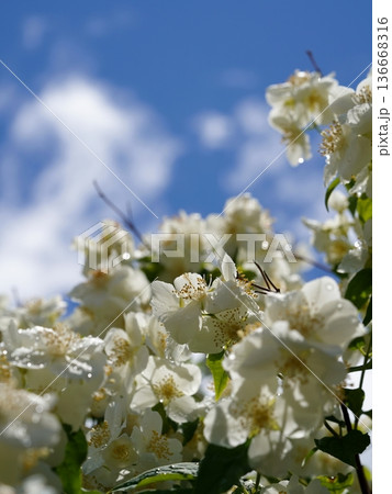 青空の下咲き誇るバイカウツギ 136668316