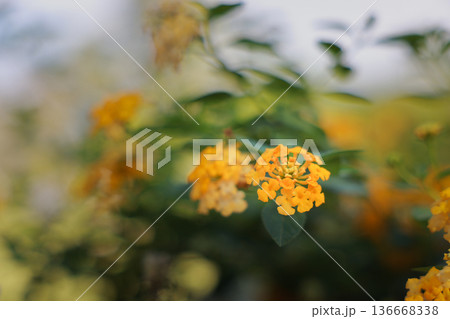 Close up yellow Lantana camara flowers blooming in garden with beautiful green bokeh background. Natural floral backdrop, tropical blossom, summer season, botanical growth, and soft focus concept. 136668338