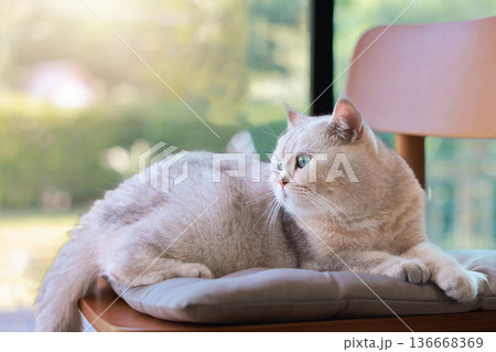 Close up of cute British Shorthair cat looking away with beautiful blue eyes. Concept of domestic pet care, feline health, pedigree animal lifestyle, lovely kitten at home and veterinary services. Close up of cute British Shorthair cat looking away with beautiful blue eyes. Concept of domestic pet care, feline health, pedigree animal lifestyle, lovely kitten at home and veterinary services. 136668369