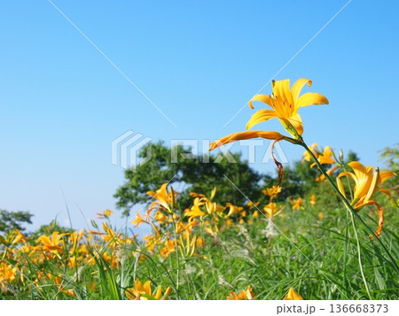 野反湖畔のノゾリキスゲの花畑 野反湖畔のノゾリキスゲの花畑 136668373