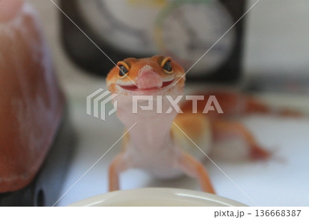 ヒョウモントカゲモドキ 136668387