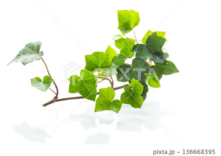Green ivy branch isolated on plain white background 136668395