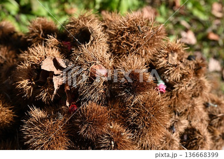 とげのあるいが栗のクローズアップ 136668399